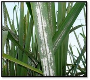 uploads/images/pest/sugarcane wooly aphid.jpg
